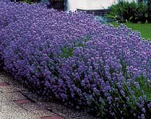 Lavandula angustifolia Hidcot scented english lavender